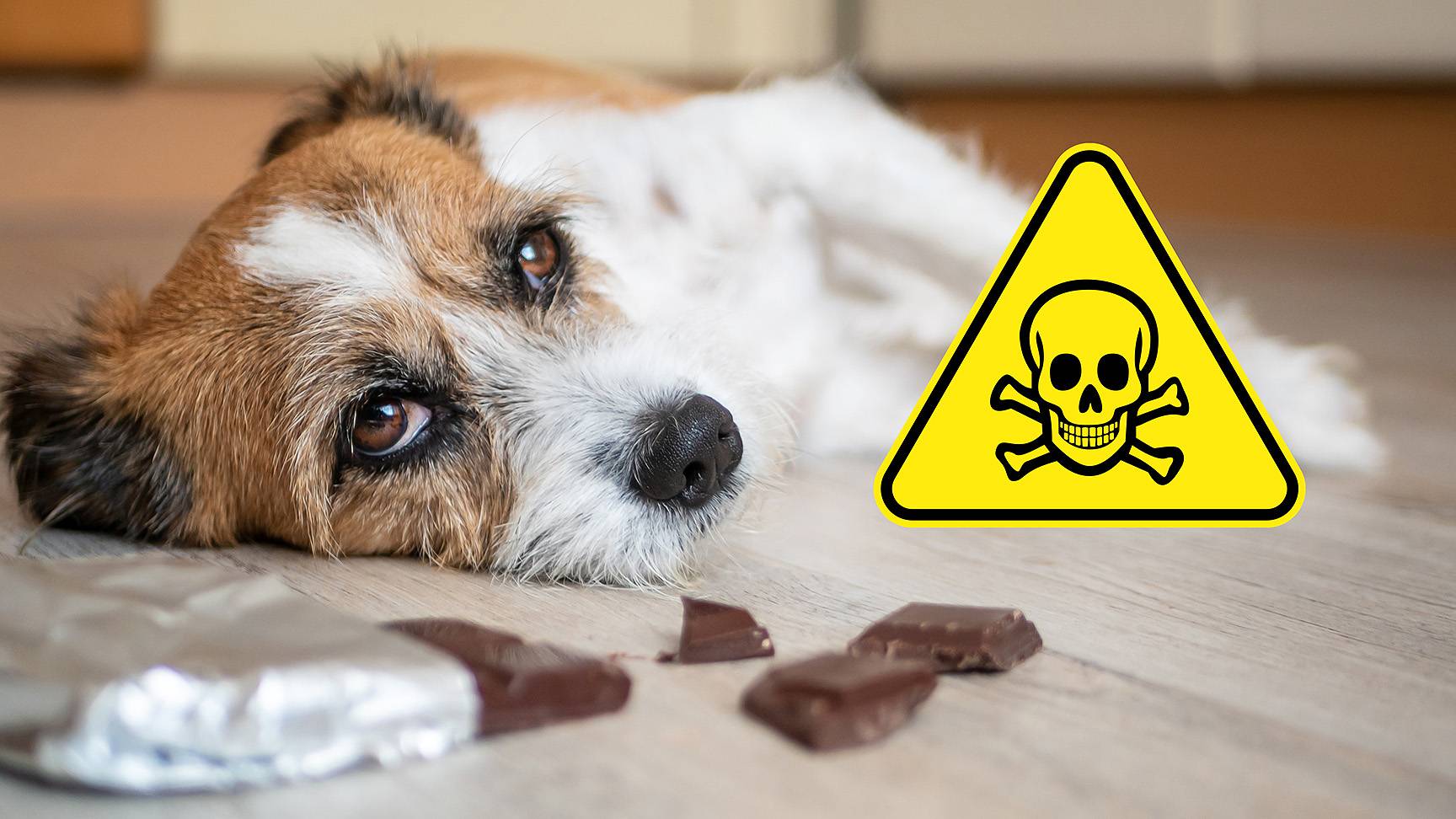 Hund Schokolade Gift-Warnzeichen