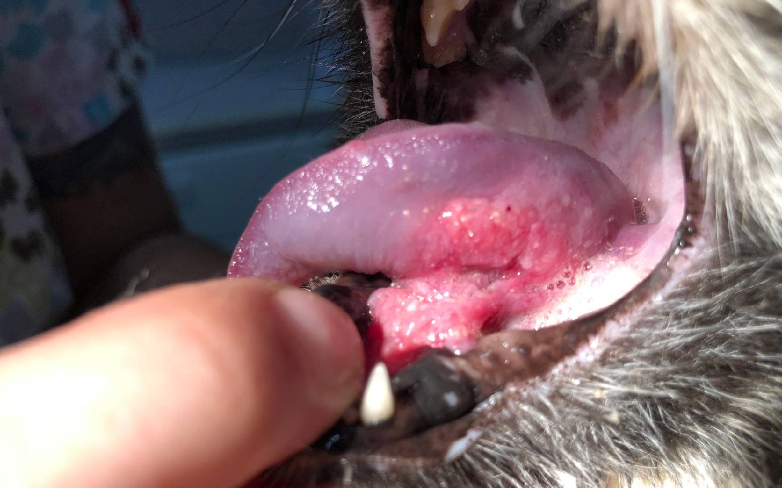 Cat with a tumor in the mouth cavity