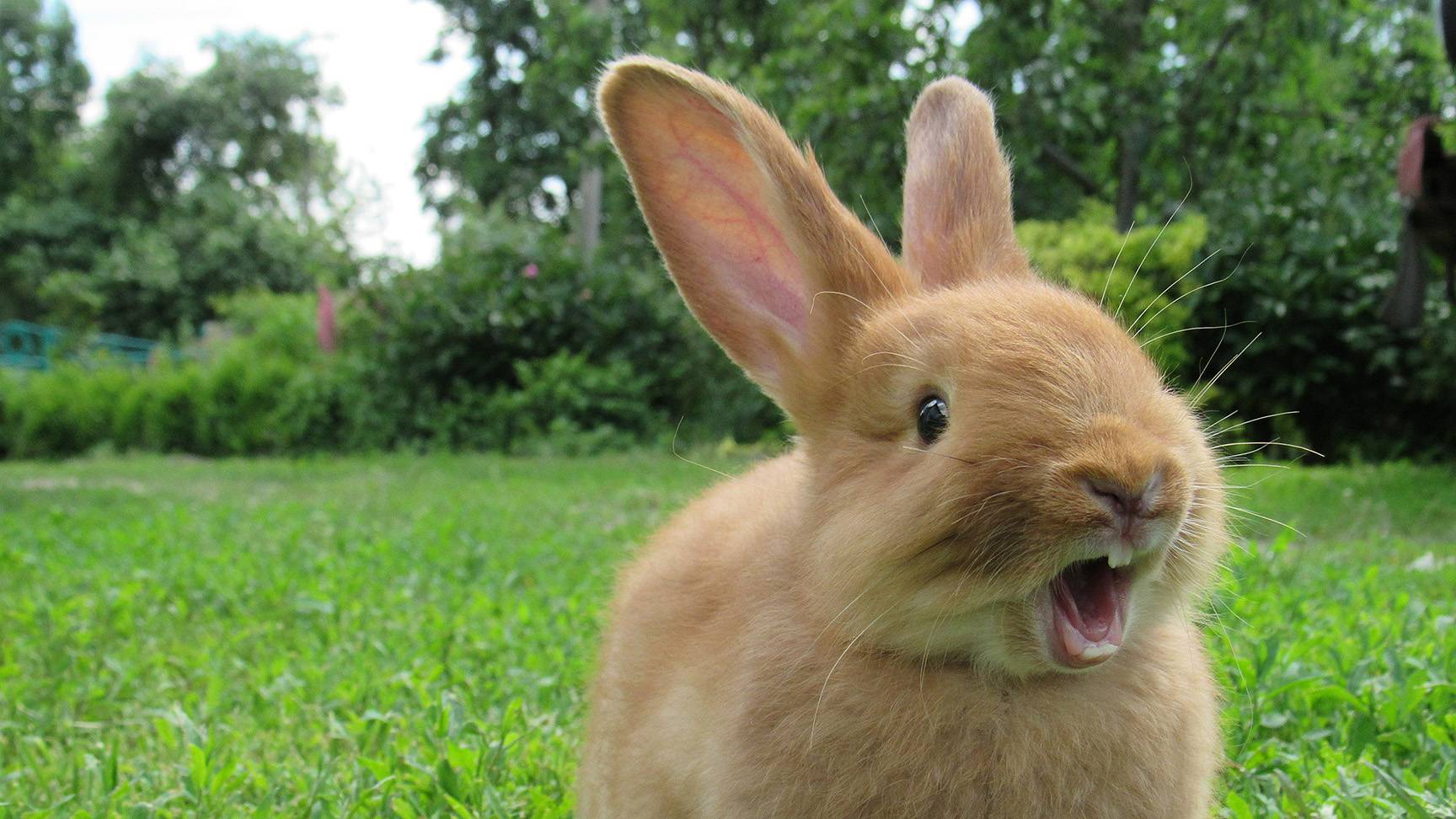 Rabbit with teeth