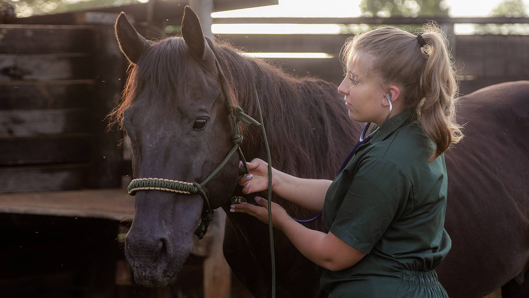 Listening to the trachea horse