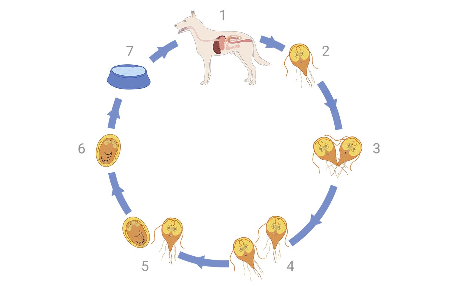 Schema der Giardien-Infektion