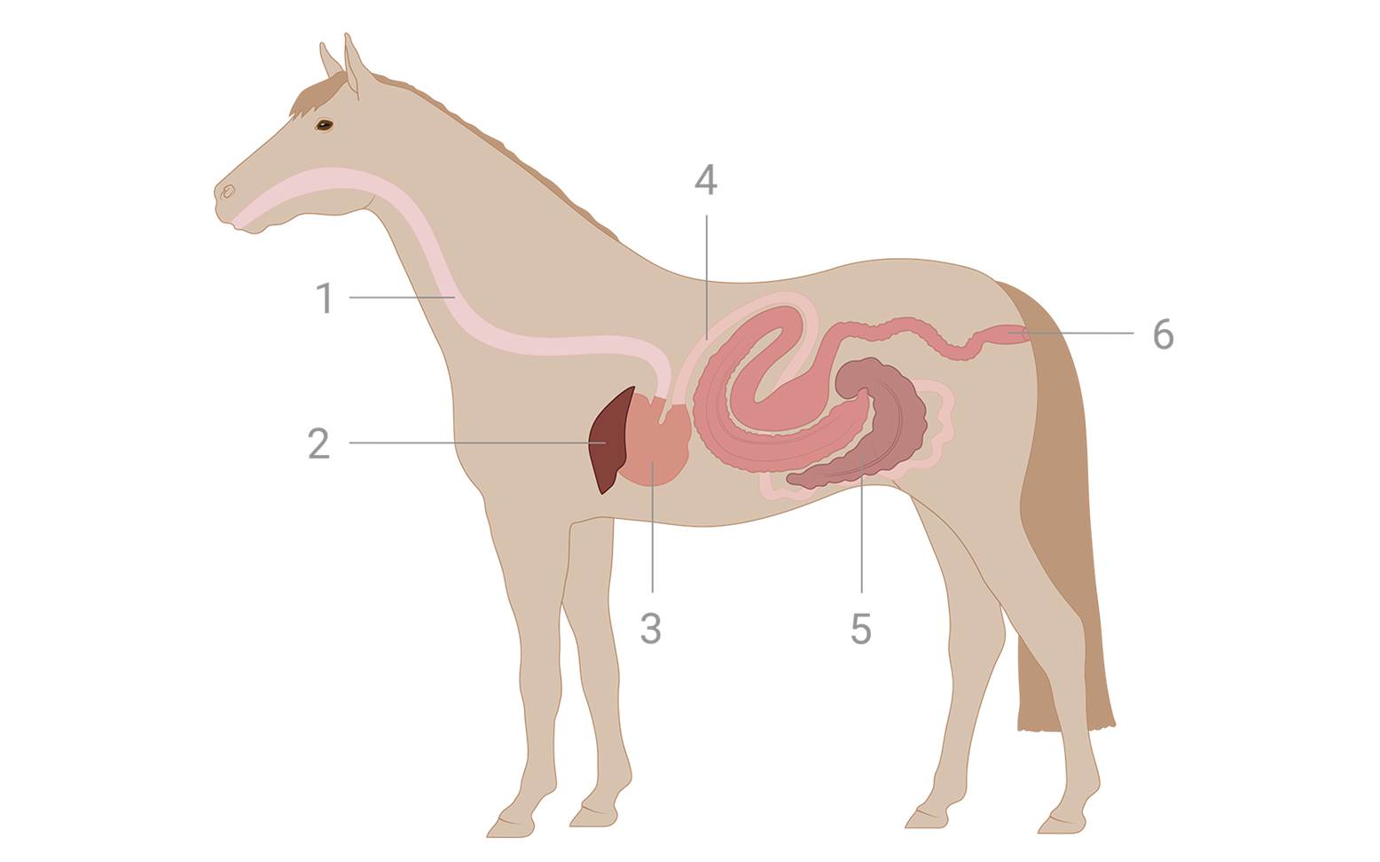 Diagram of the abdominal organs of a horse
