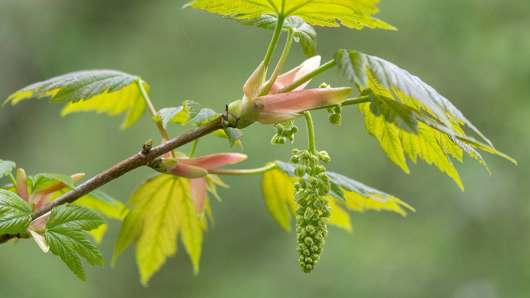 Mountain maple