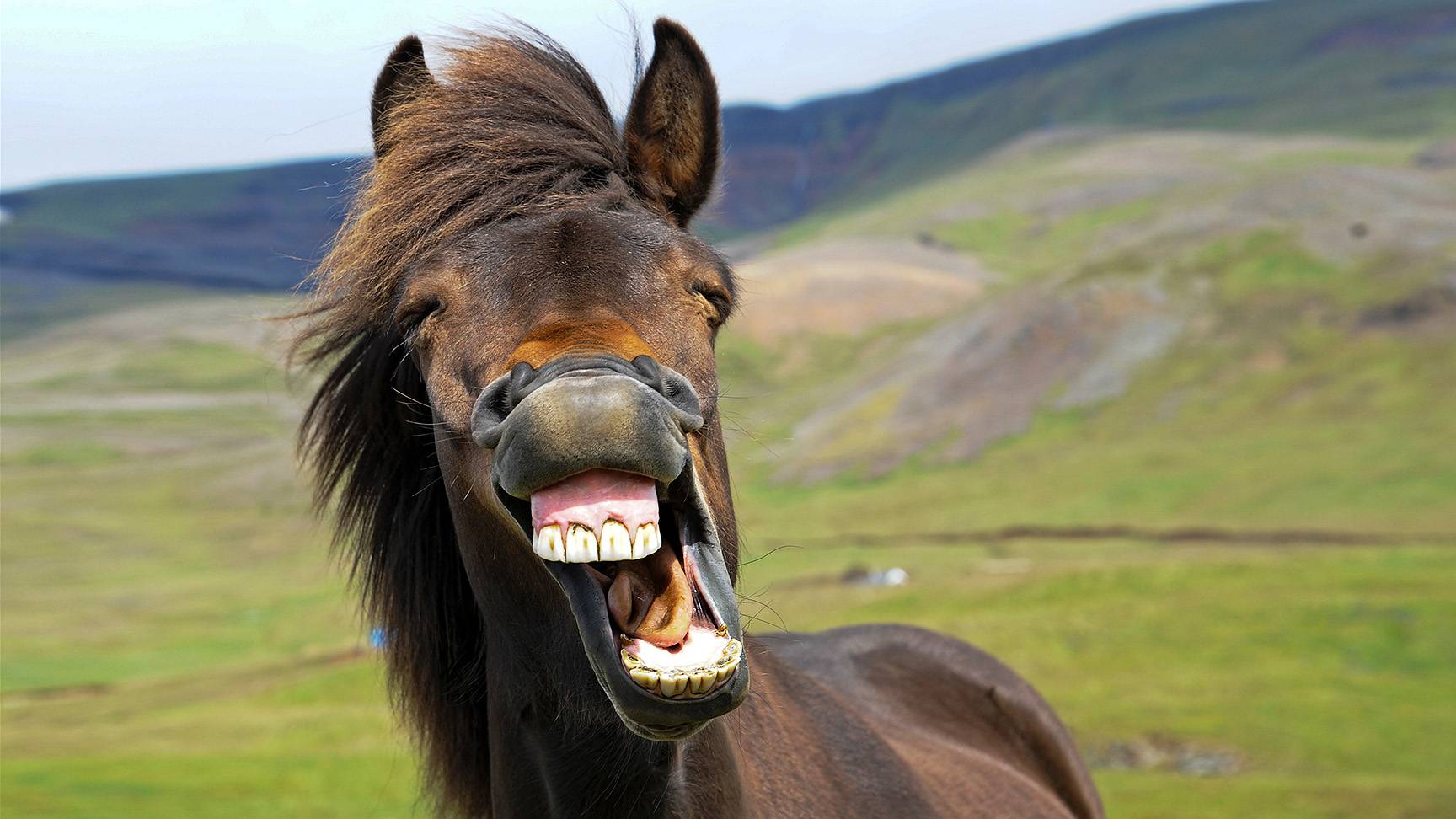 Pferd mit sichtbaren Zähnen