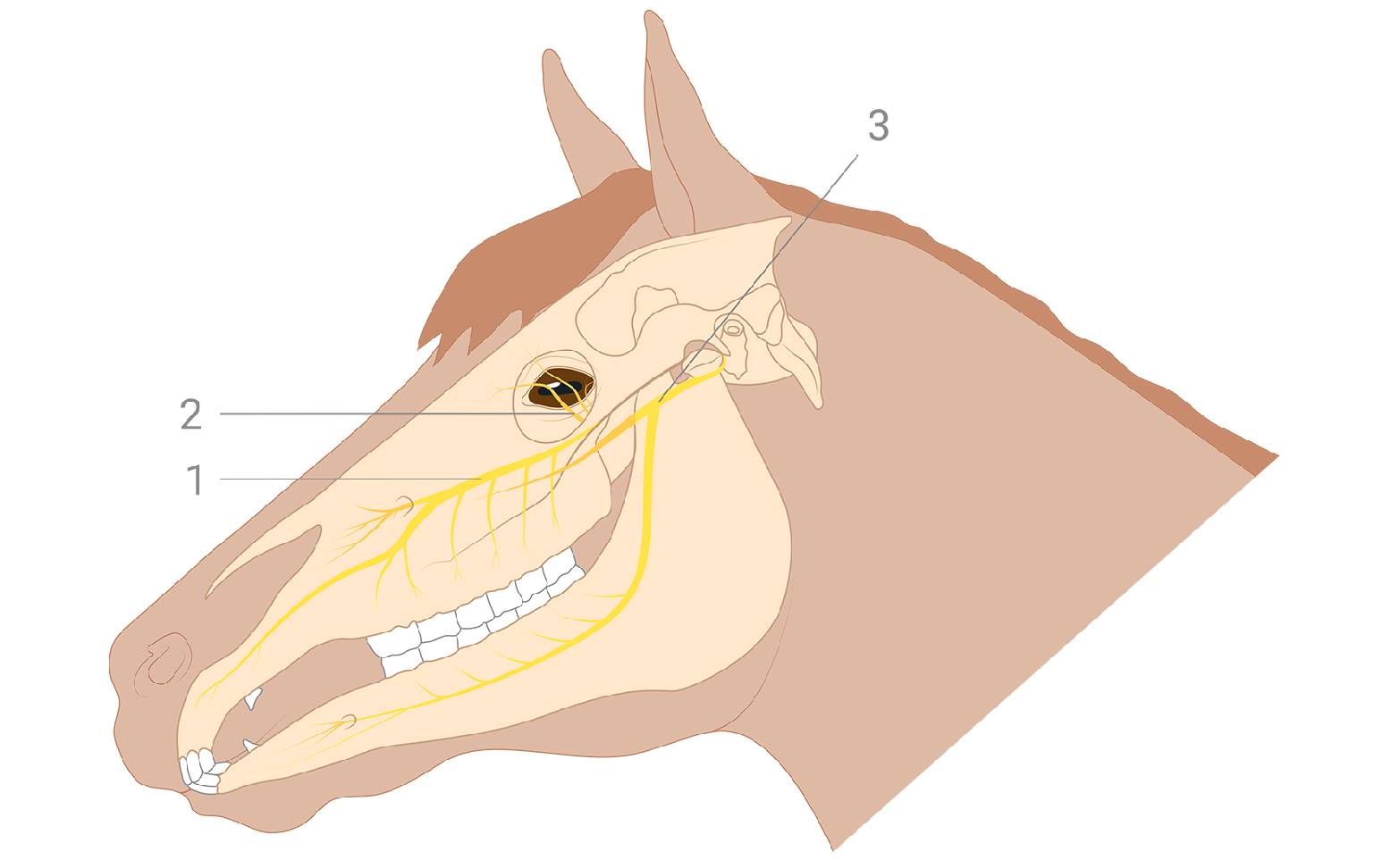 Diagram of horse head with nerves