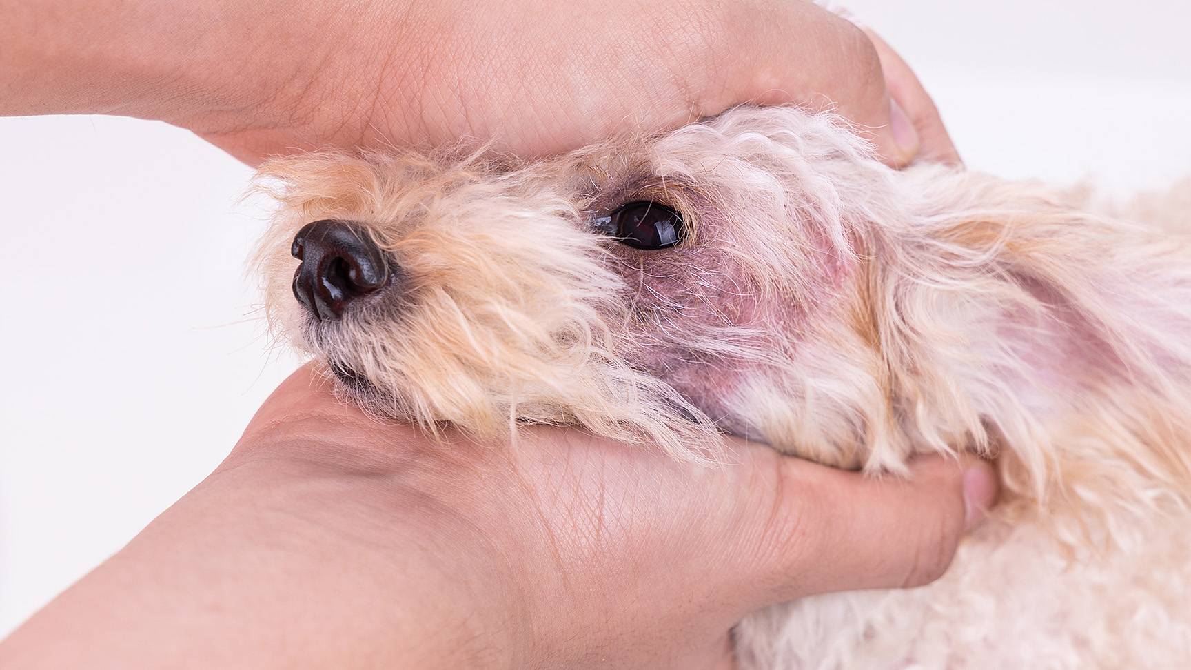 Hund Hautentzündung um Auge