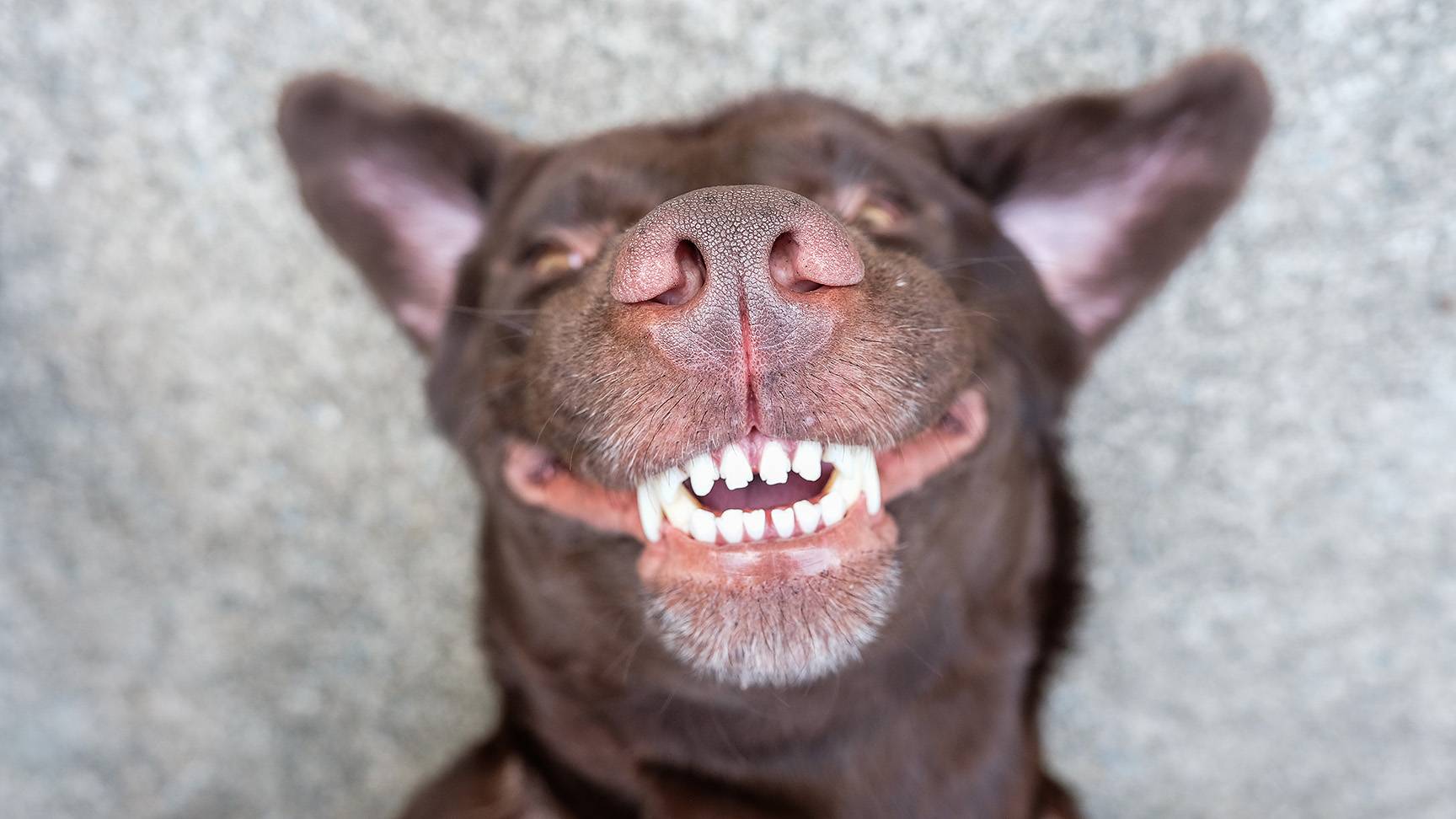 Dog teeth