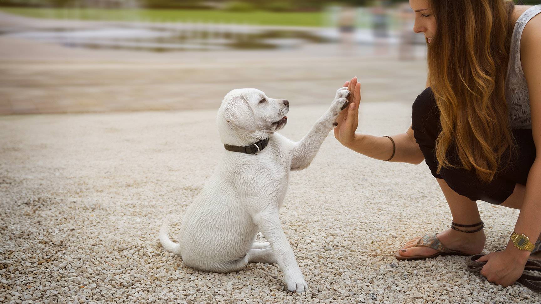 High five Welpe-Frau