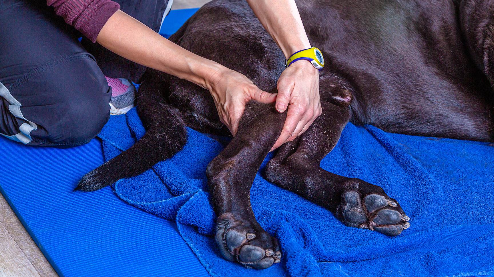 Physiotherapy dog