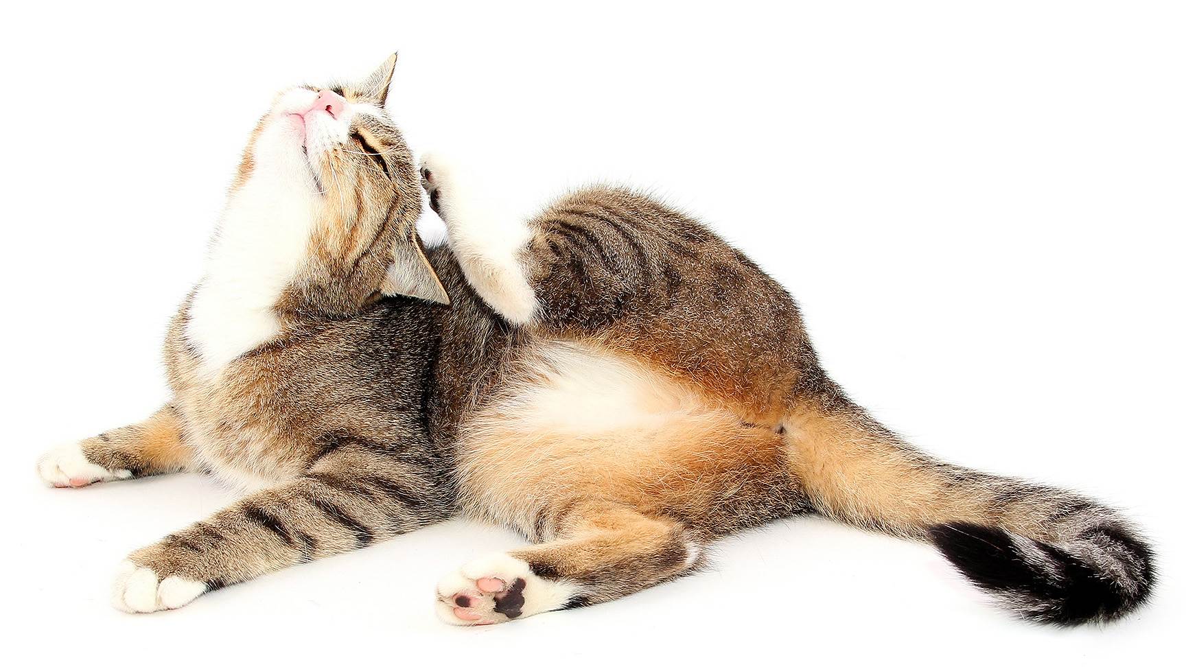 Katze kratzt sich