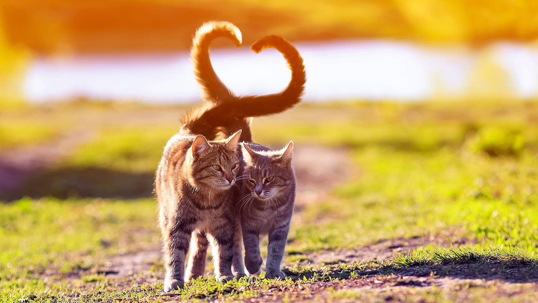 Cats heart