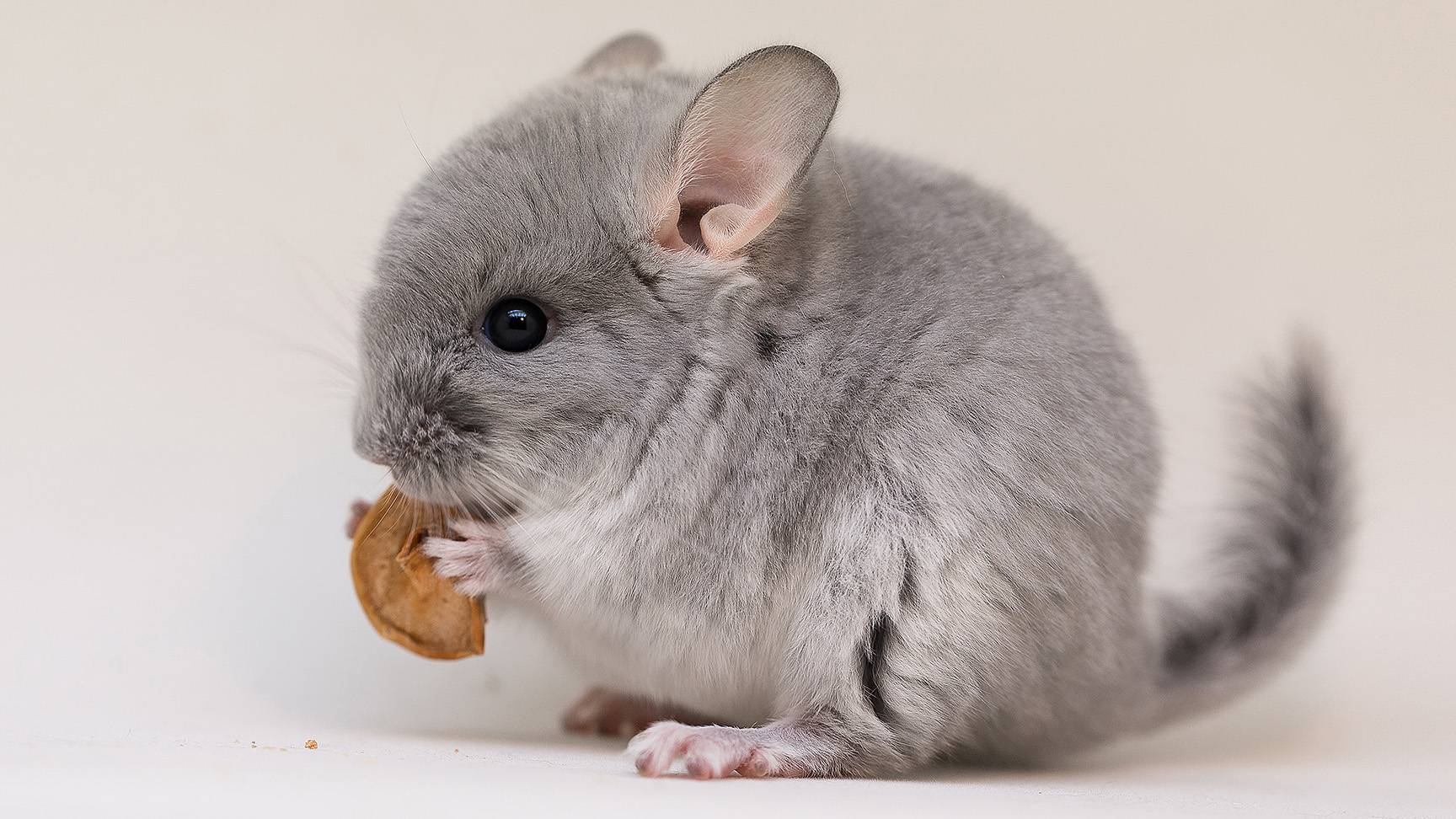 Chinchilla