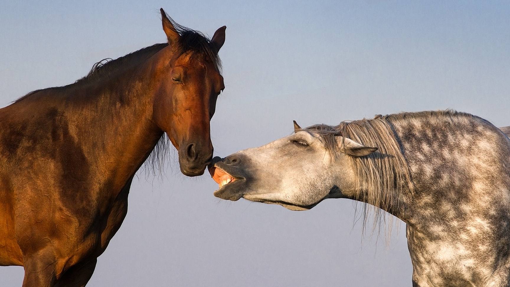 Two horses, one shows flehmen