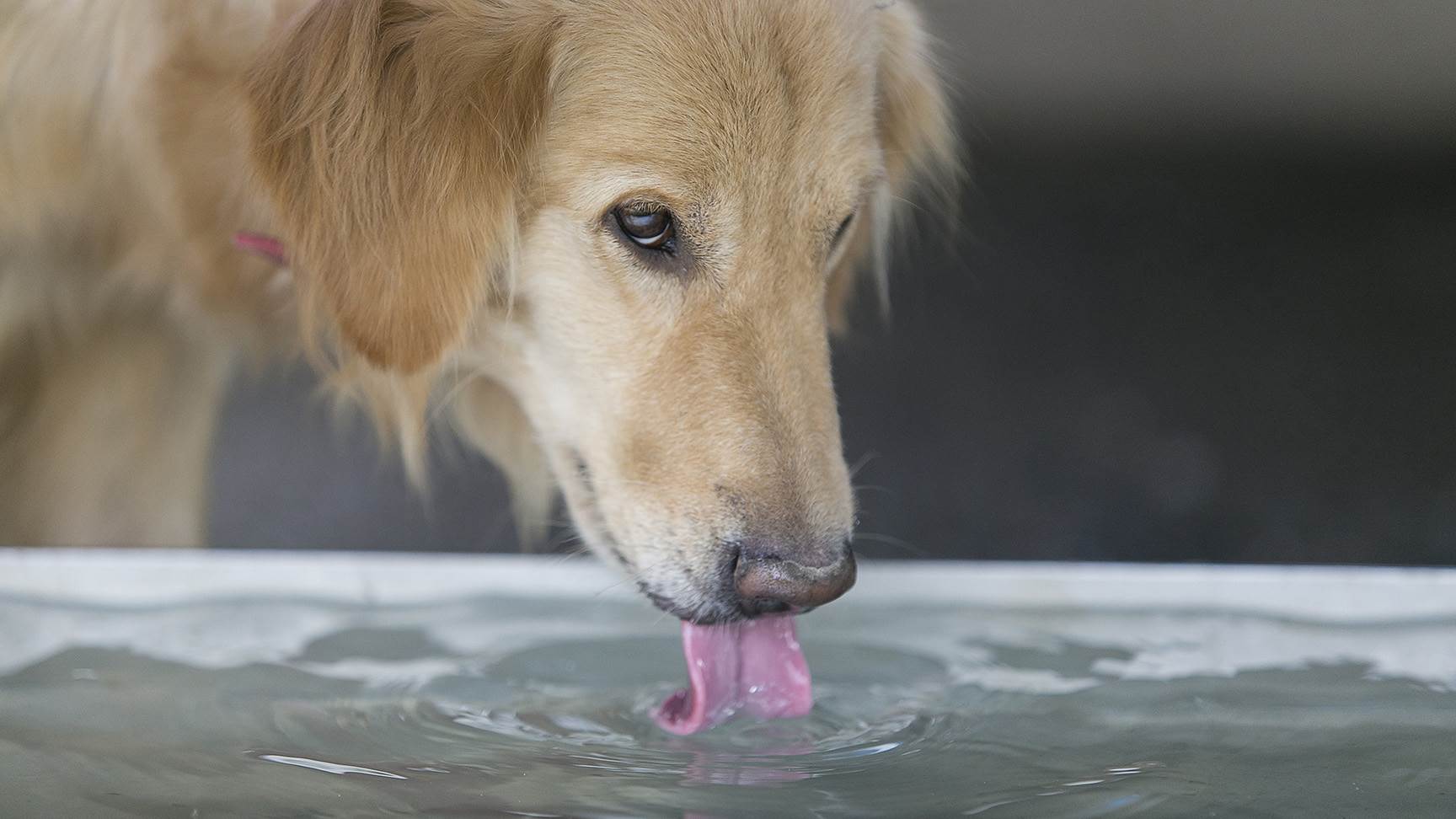 Hund trinkt Wasser