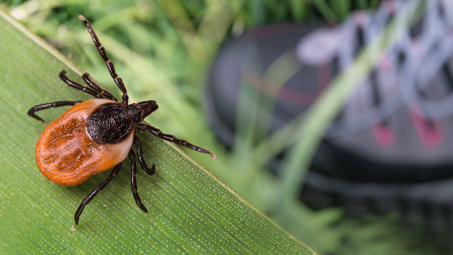 Tick on blade of grass