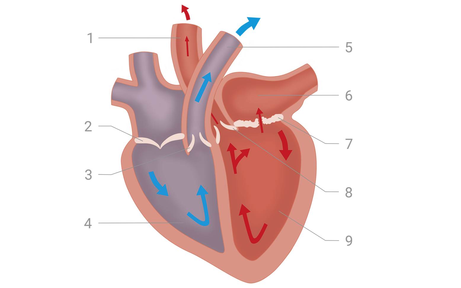 Heart diagram