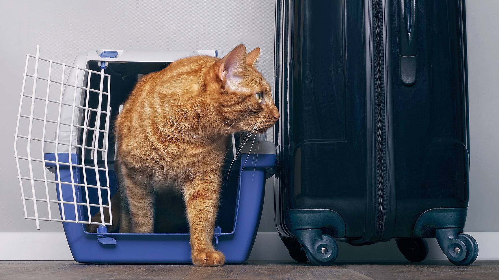 Cat transport box suitcase