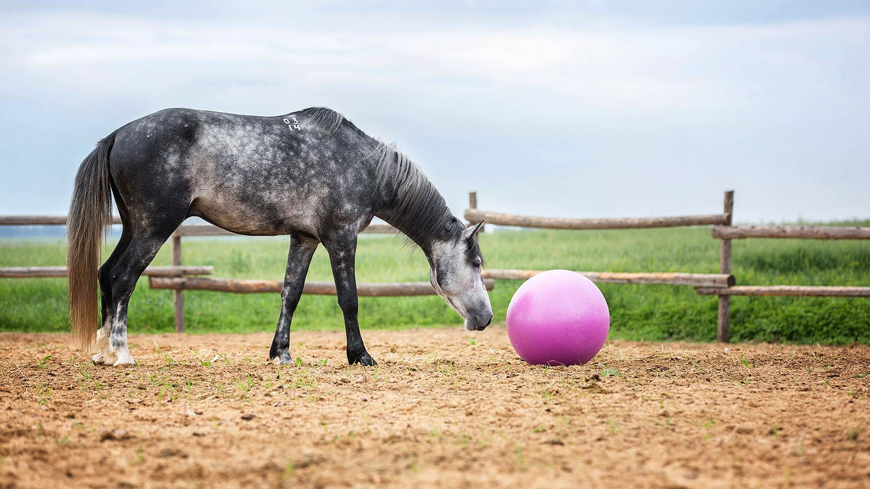 Pferd mit Ball