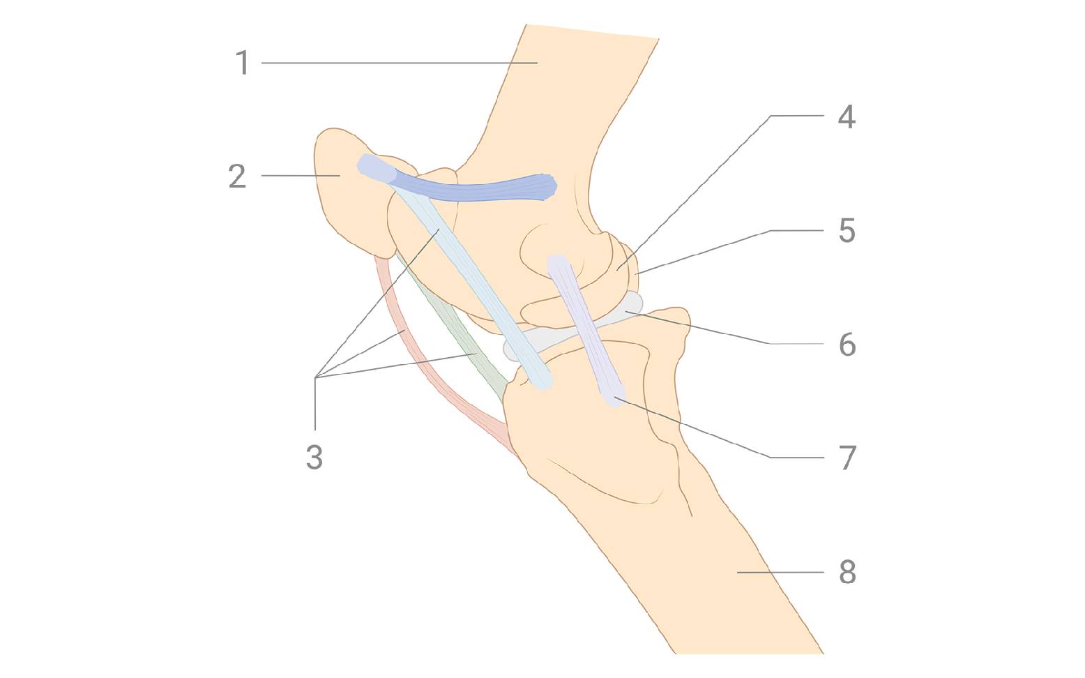 Schema des Pferdeknies