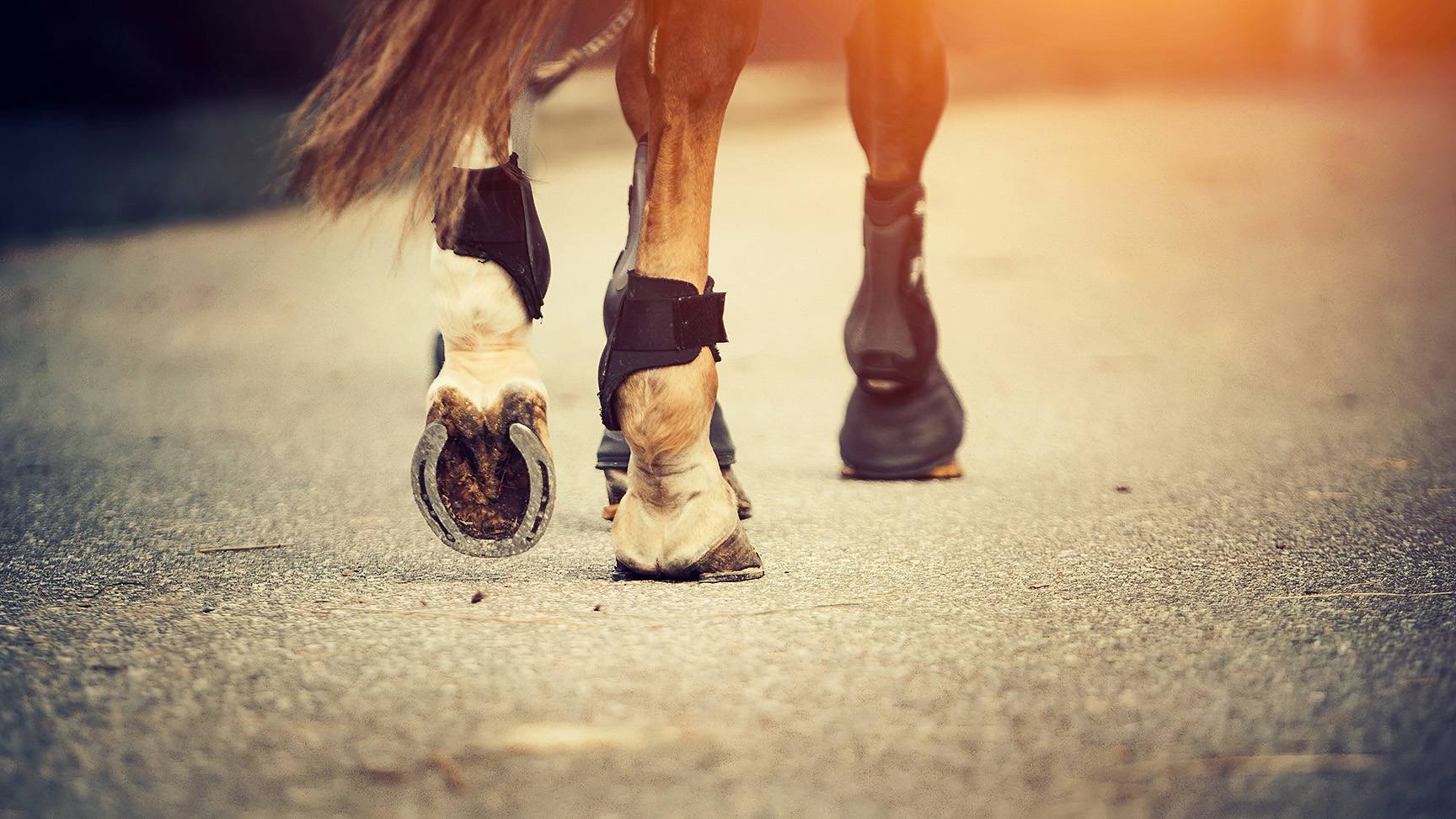 A horse's legs