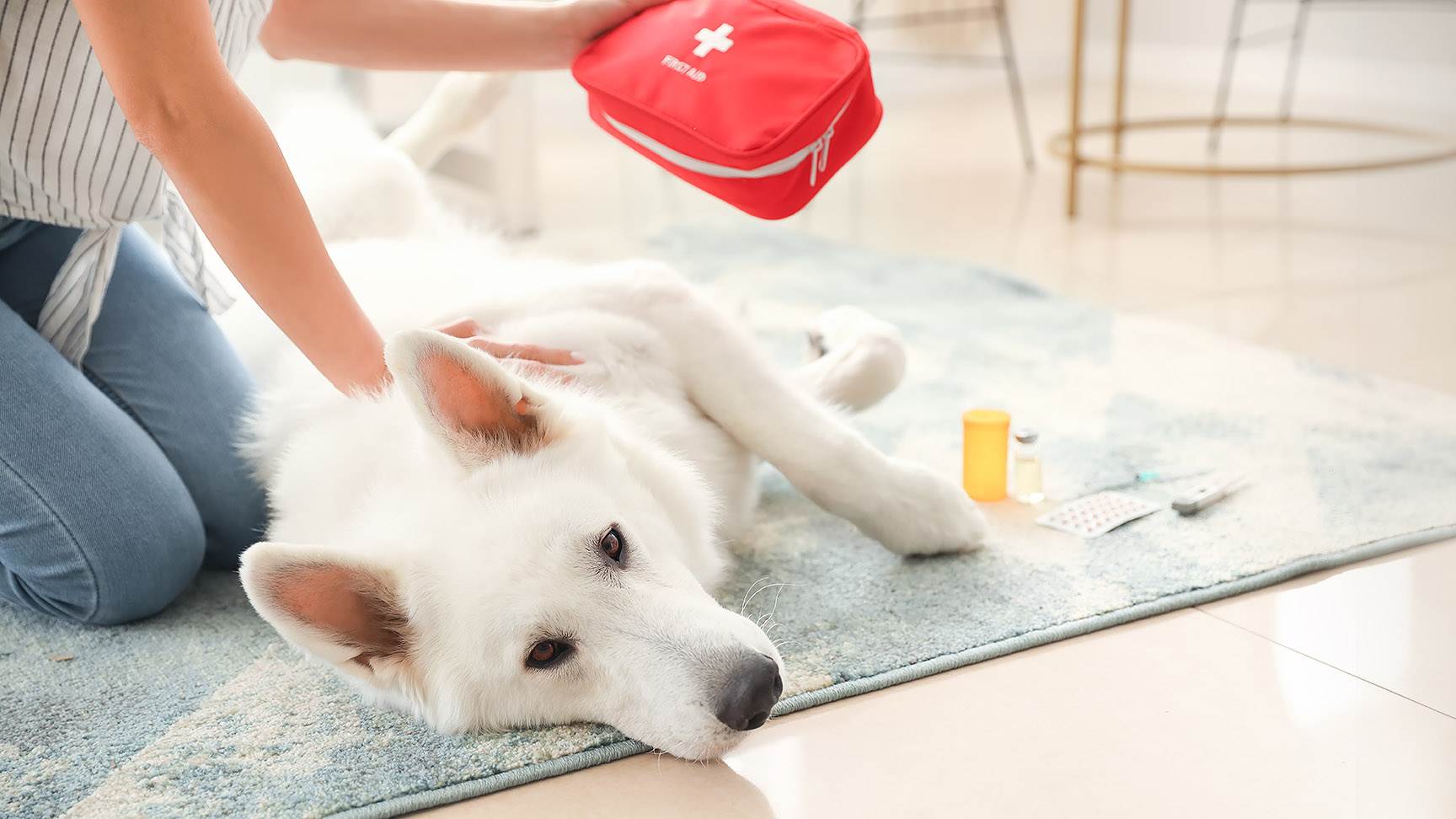 Einsatz Notfallset Hund