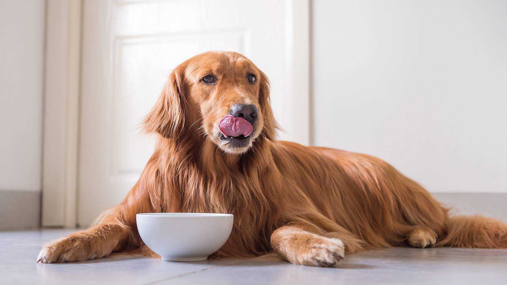 Dog in front of bowl