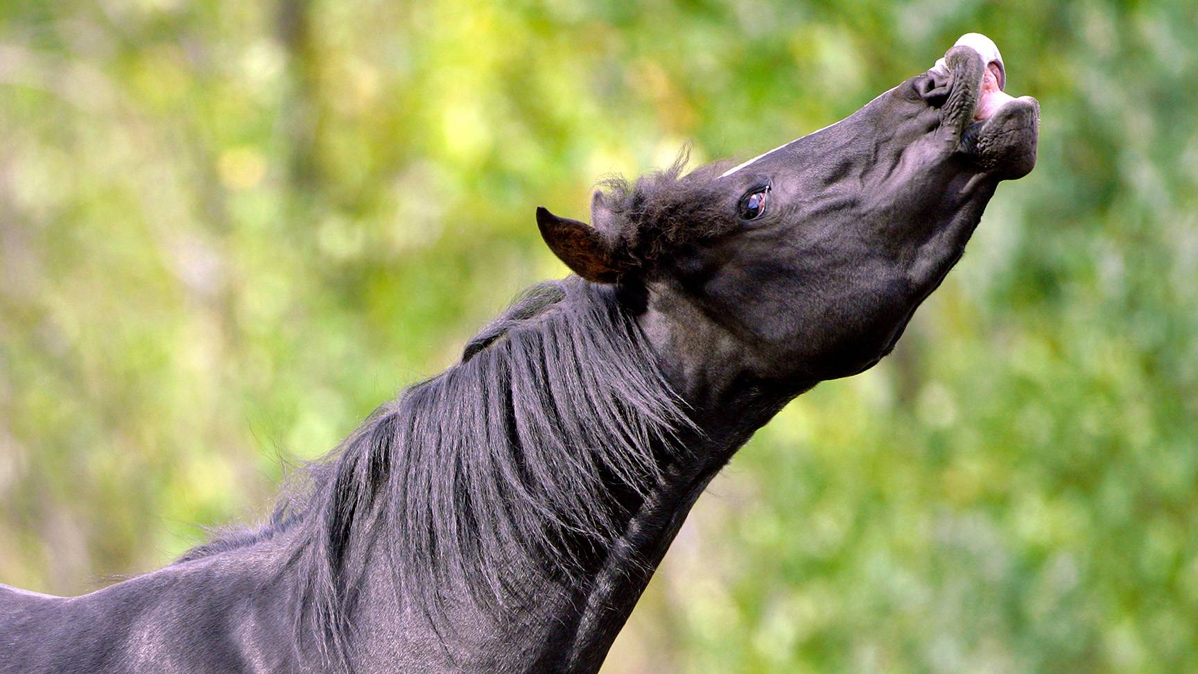 A whinnying horse