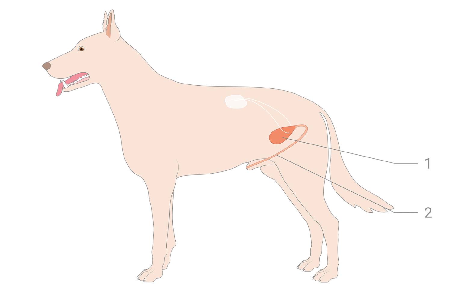 Diagram of the urinary organs in dogs