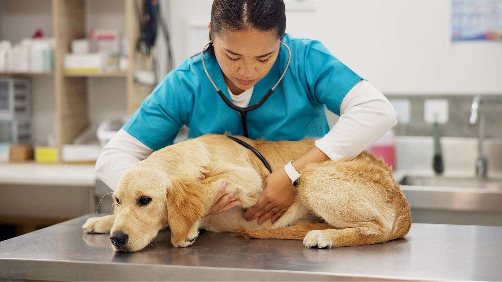 Tierärztin hört Herz von Labrador ab