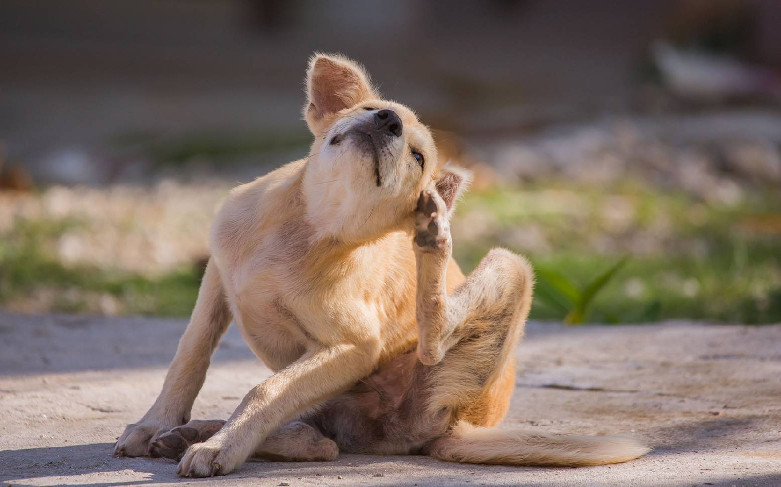 Hund mit Juckreiz