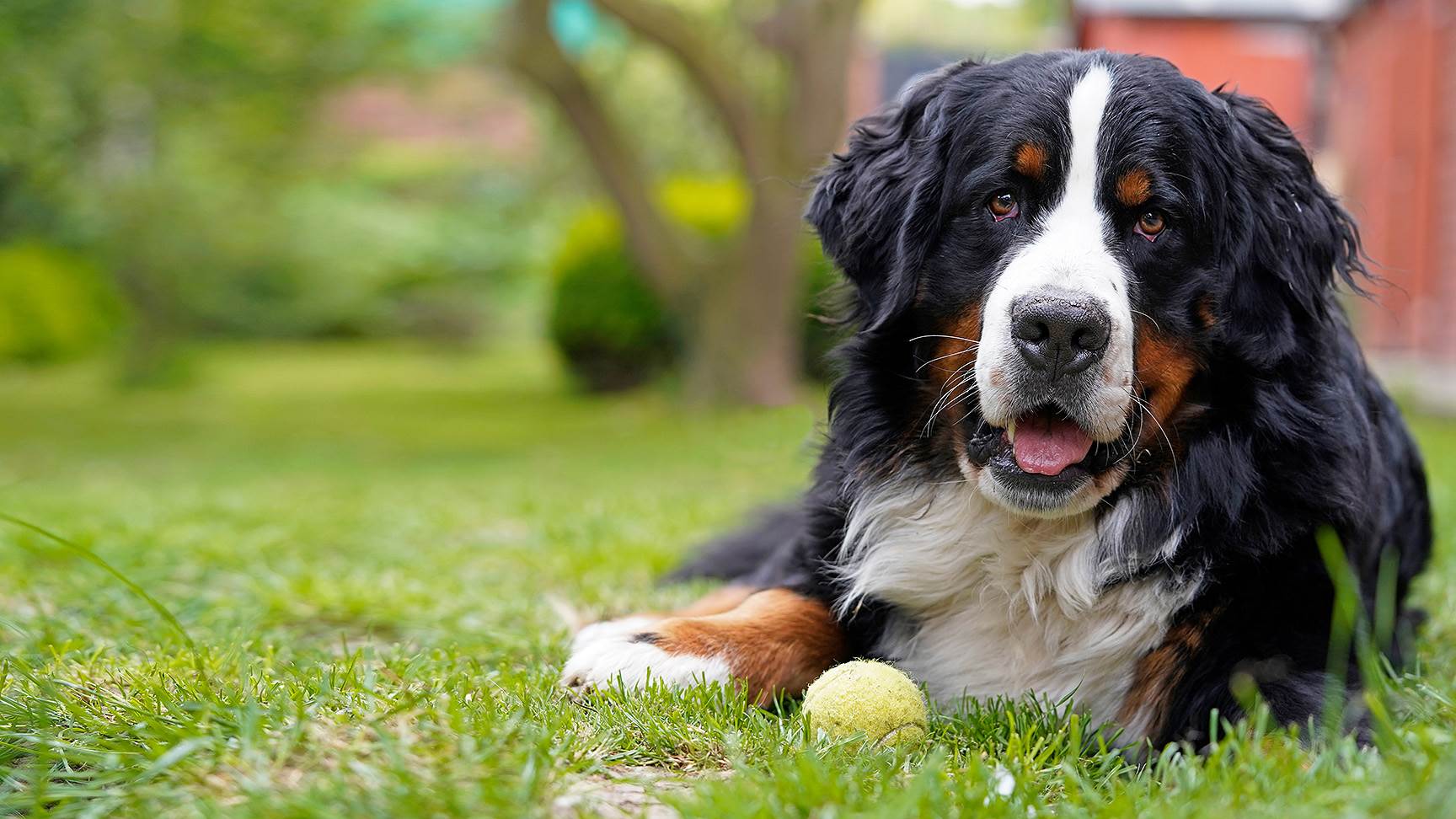 Berner Sennenhund