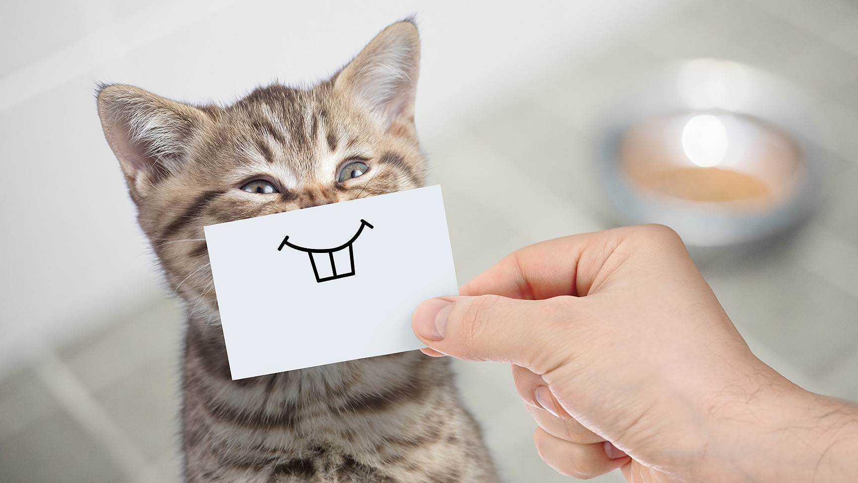 Katze Zähne