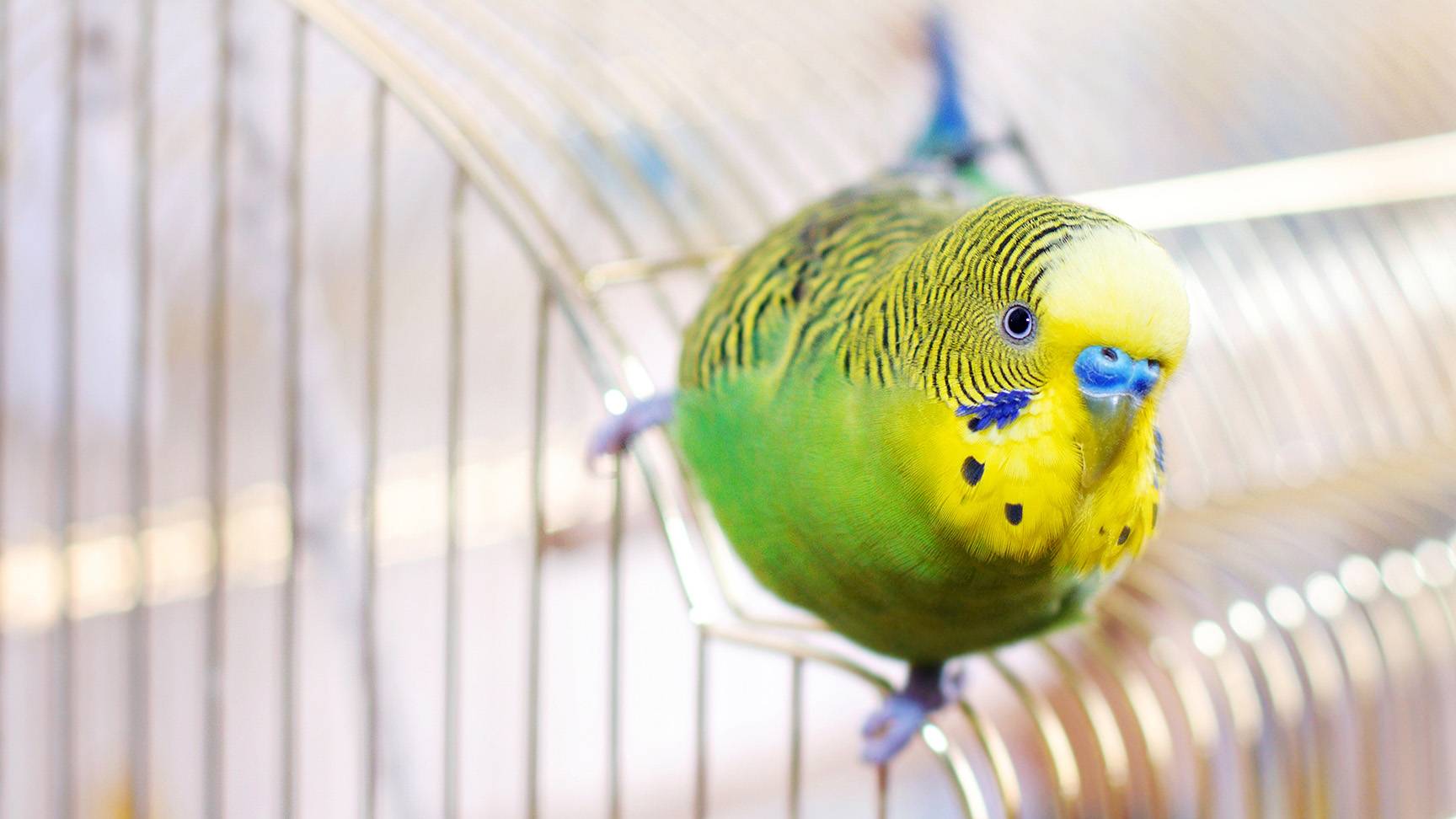 Budgie cage