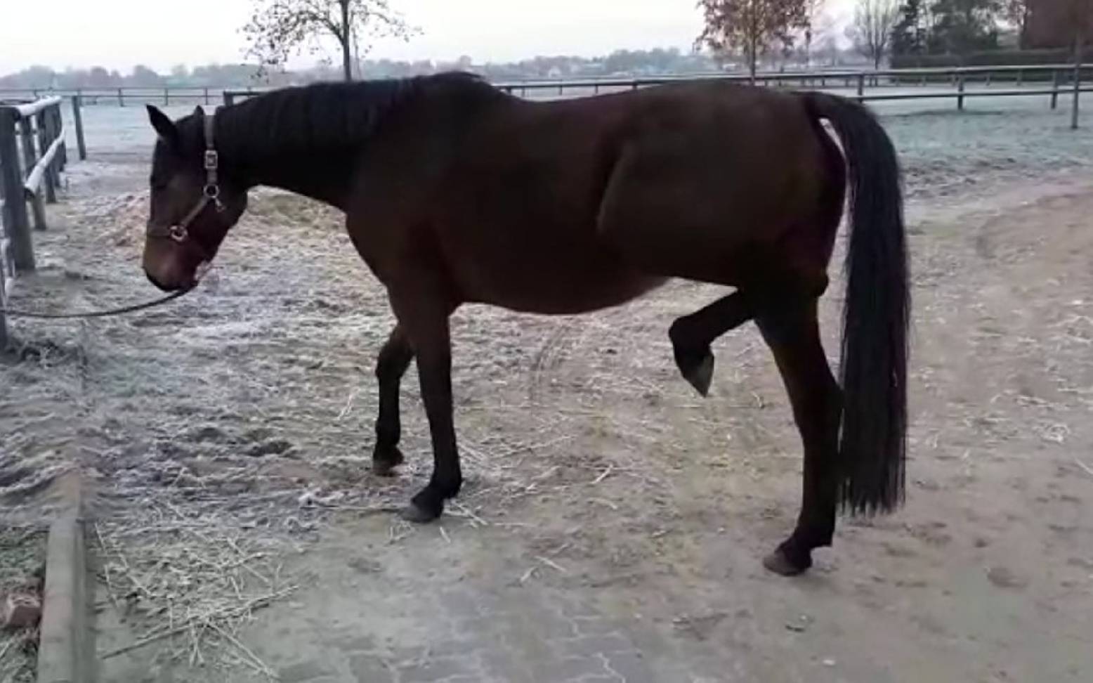 Horse with its hind leg raised