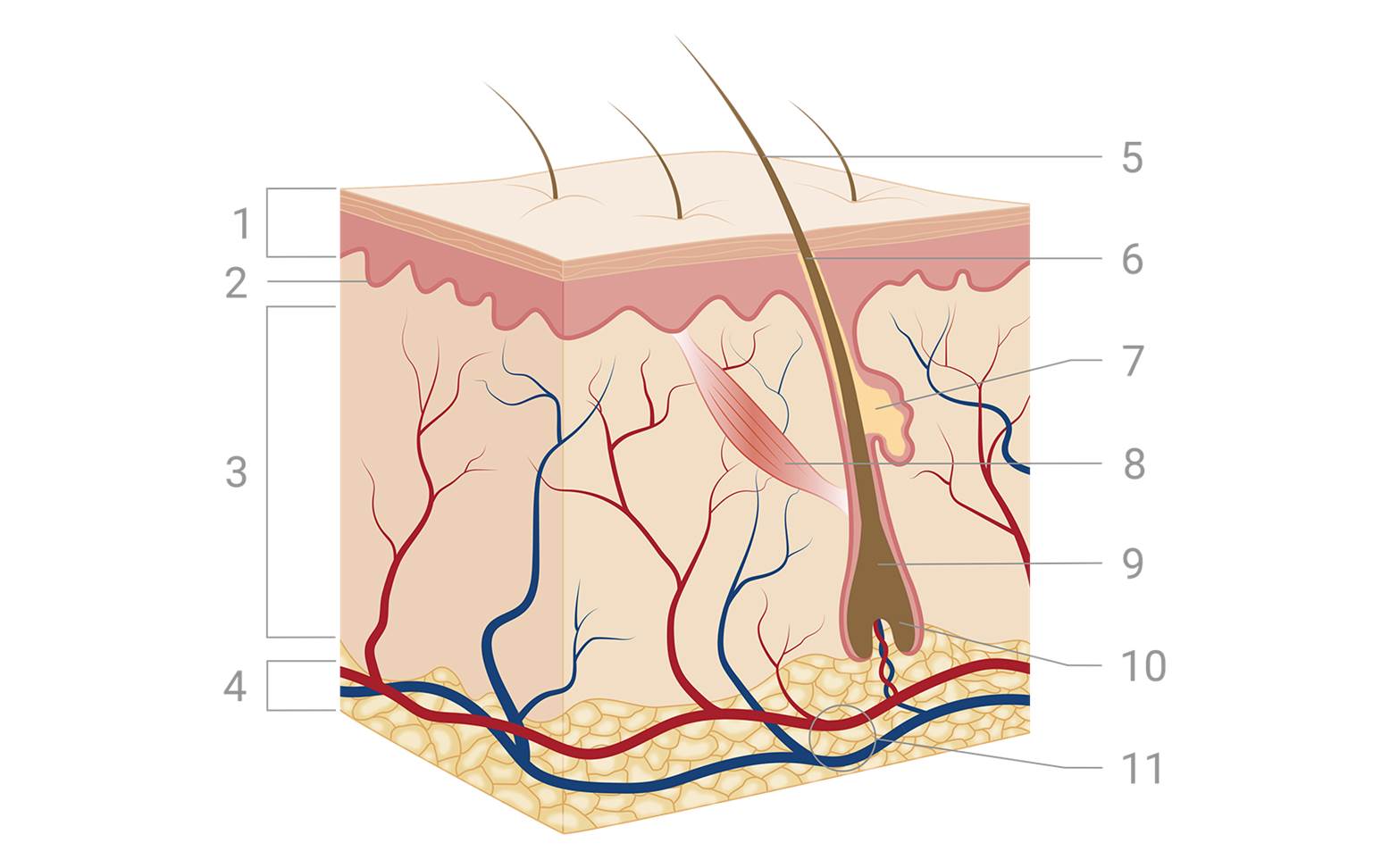 Healthy skin diagram