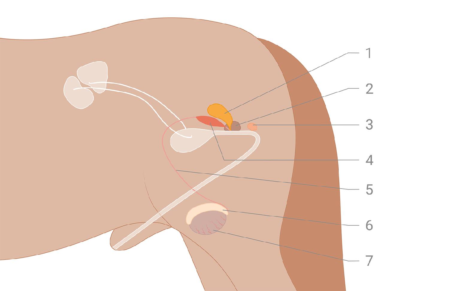 Diagram of male reproductive organs in horses