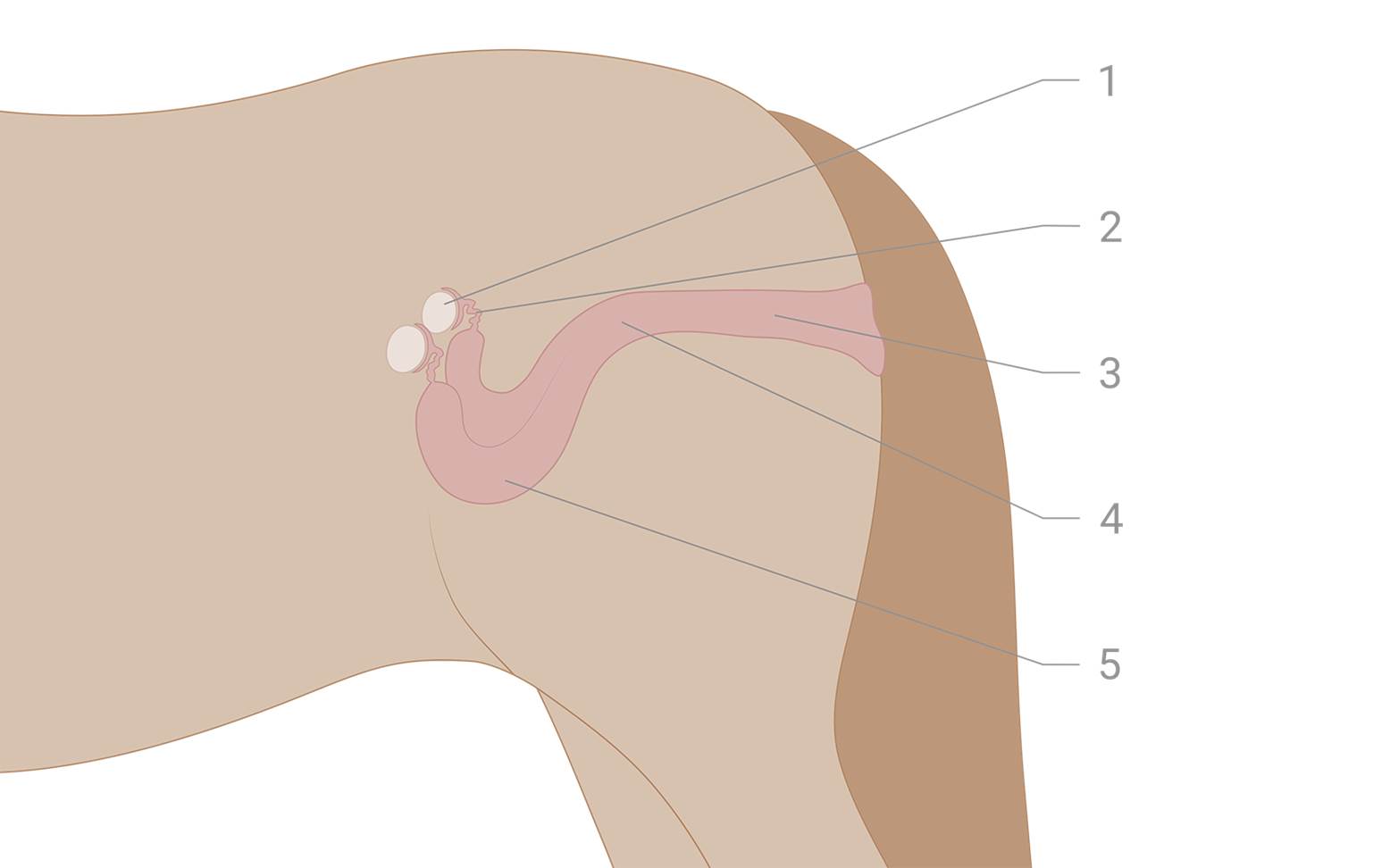 Schema des weiblichen Geschlechtsapparates beim Pferd