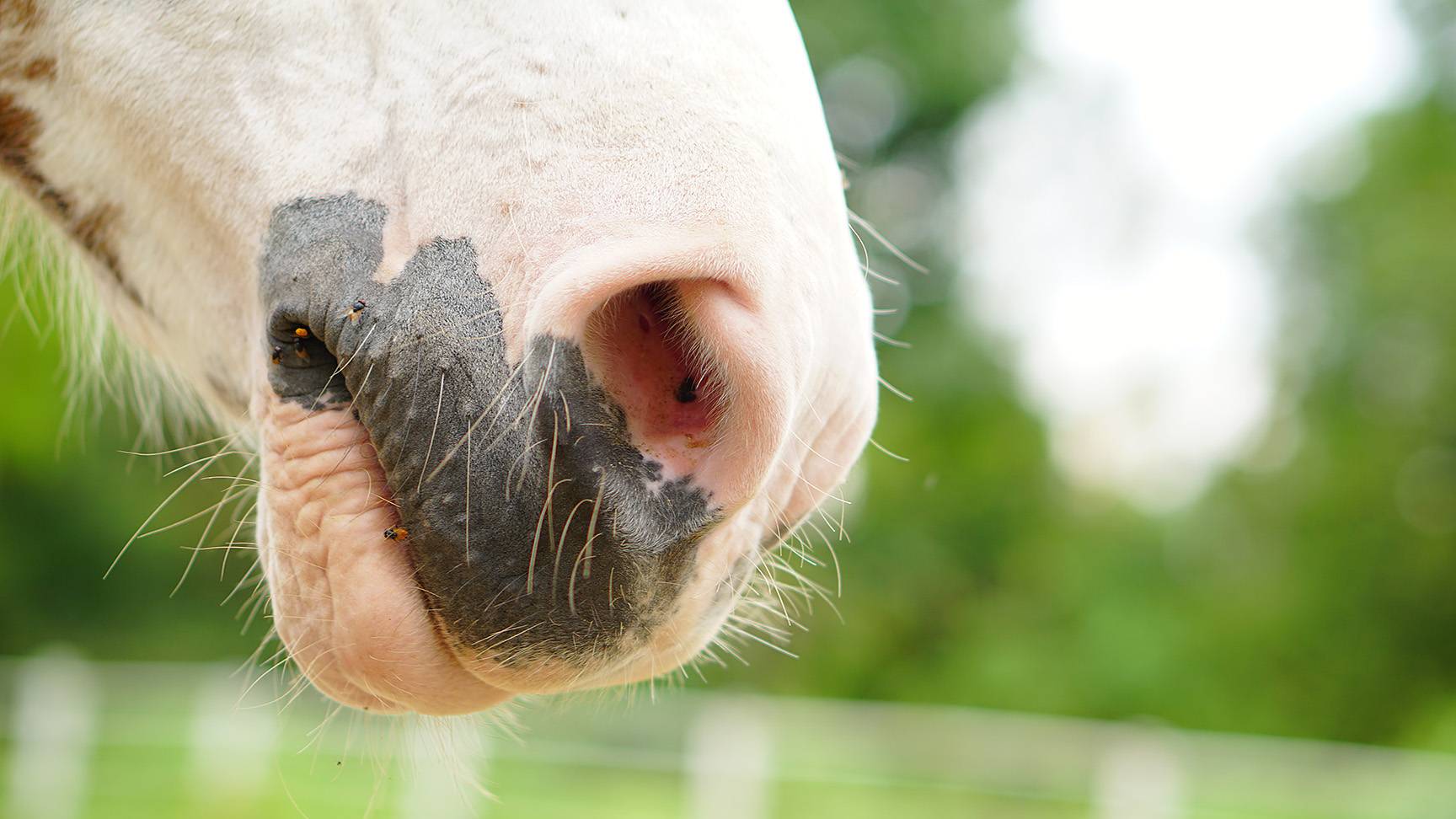 White Horse Nostrils