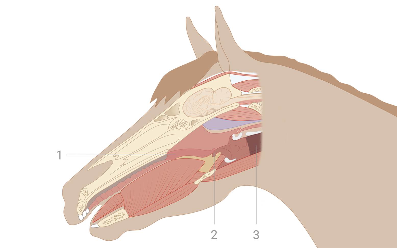 Schematic diagram of a horse's head in sagittal section