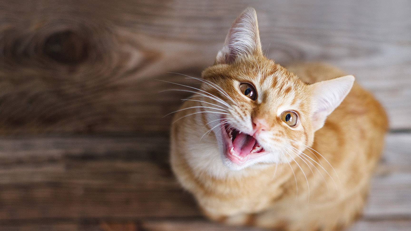 Miauende Katze