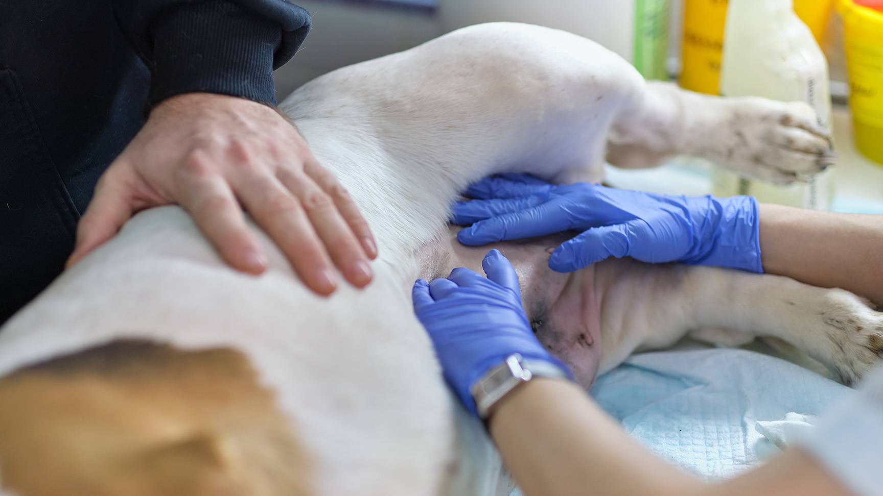 Examination of the abdomen of a dog