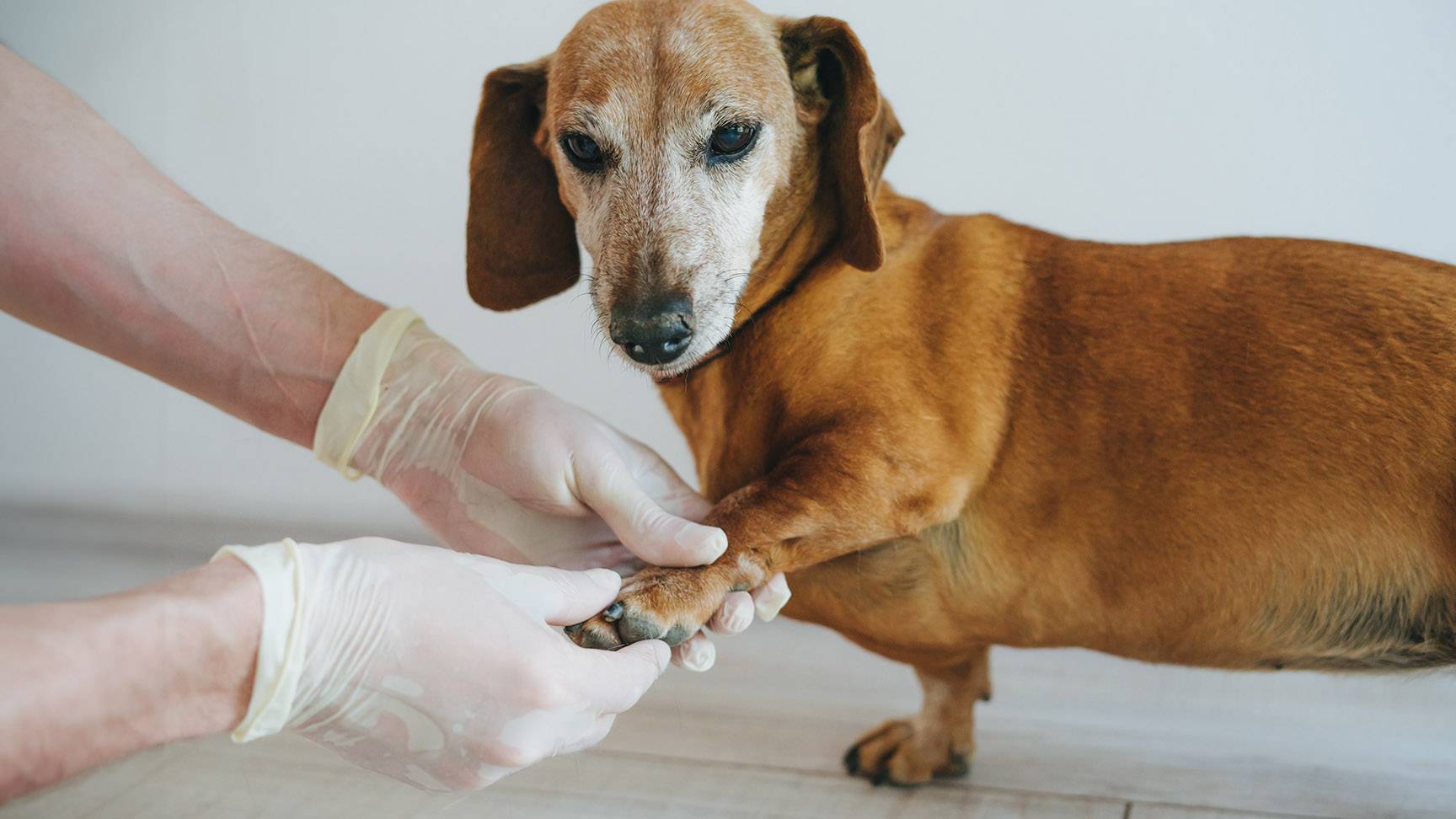 Tierärzt:in untersucht Hundepfote