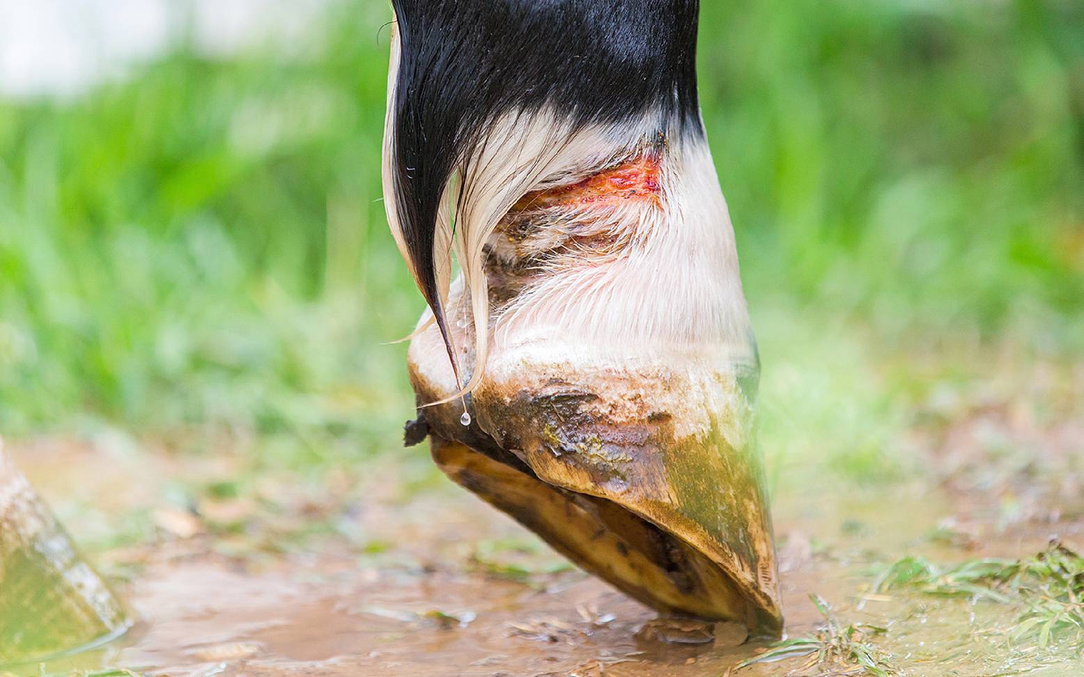 Pferdebein mit Verletzung in der Fesselbeuge