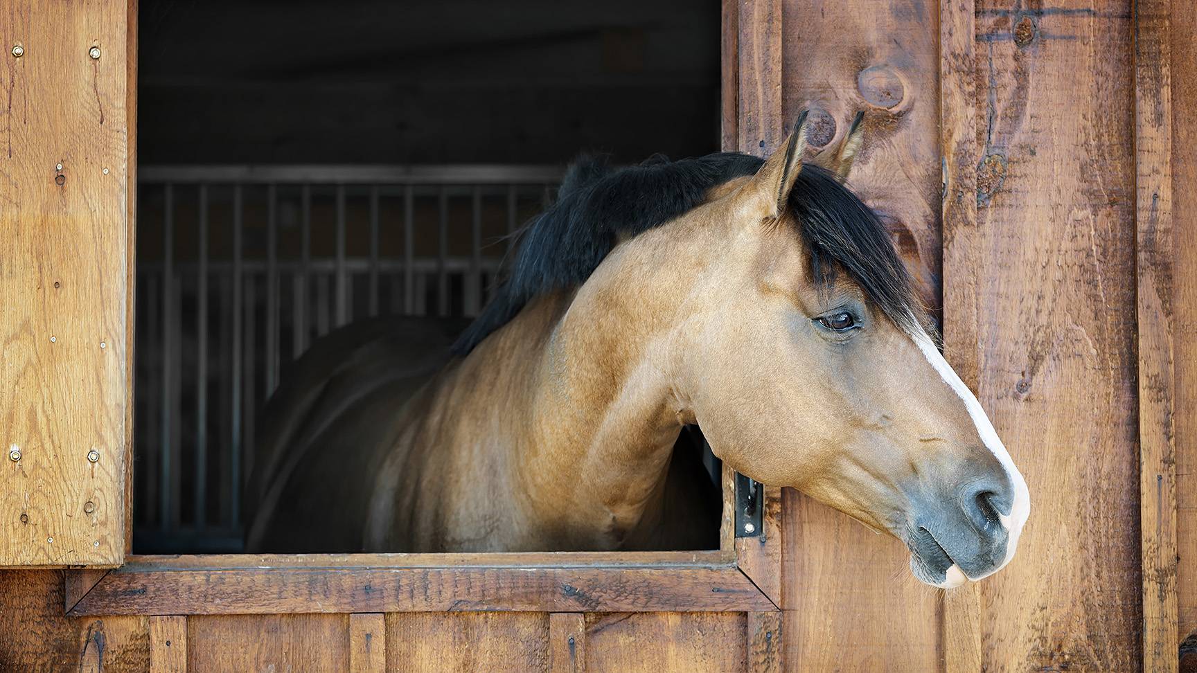 Pferd schaut aus Box