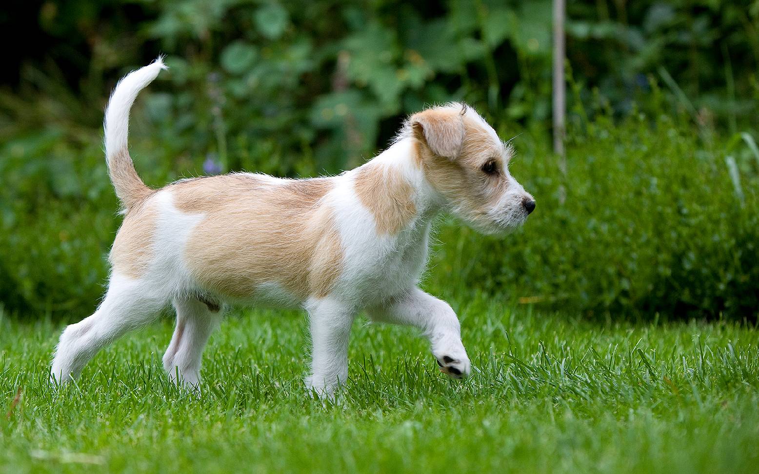 Hund auf Rasen