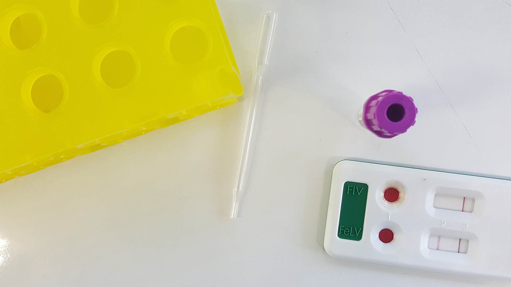 Test auf FIV und FeLV