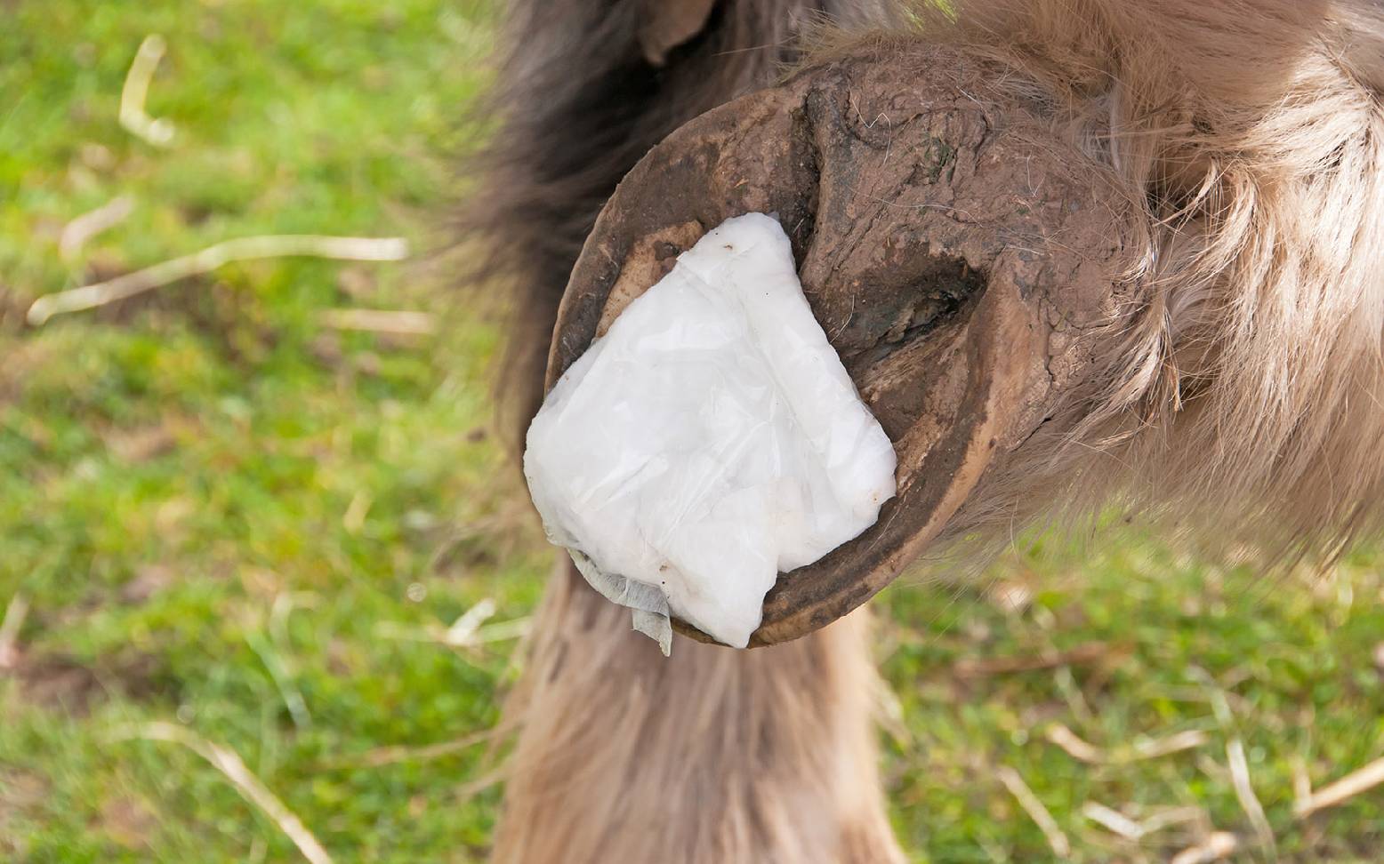 Hoof with swab