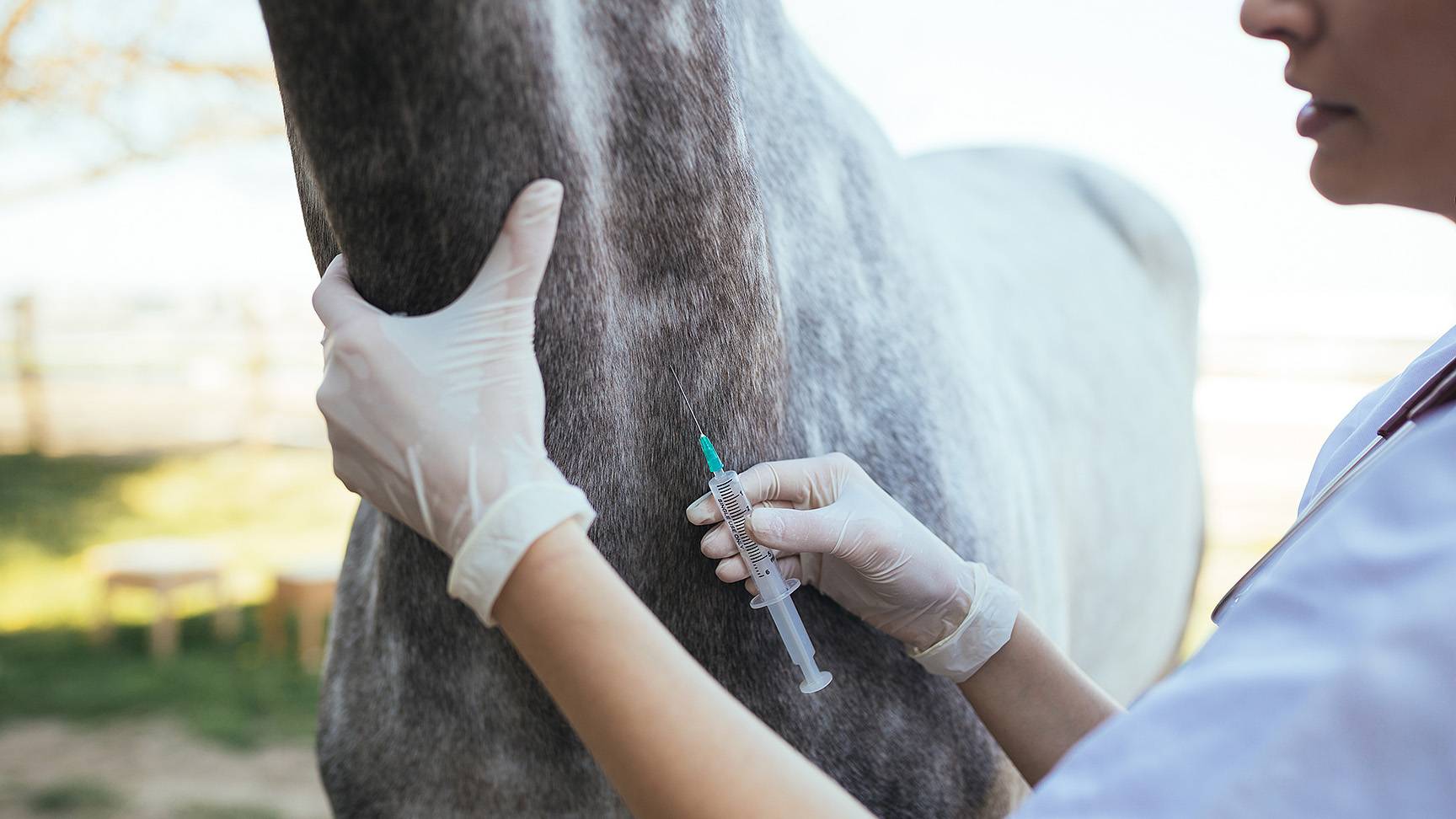 Injection into the jugular vein horse