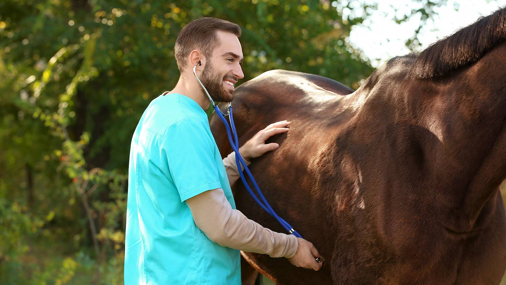 Veterinarian auscultates horse