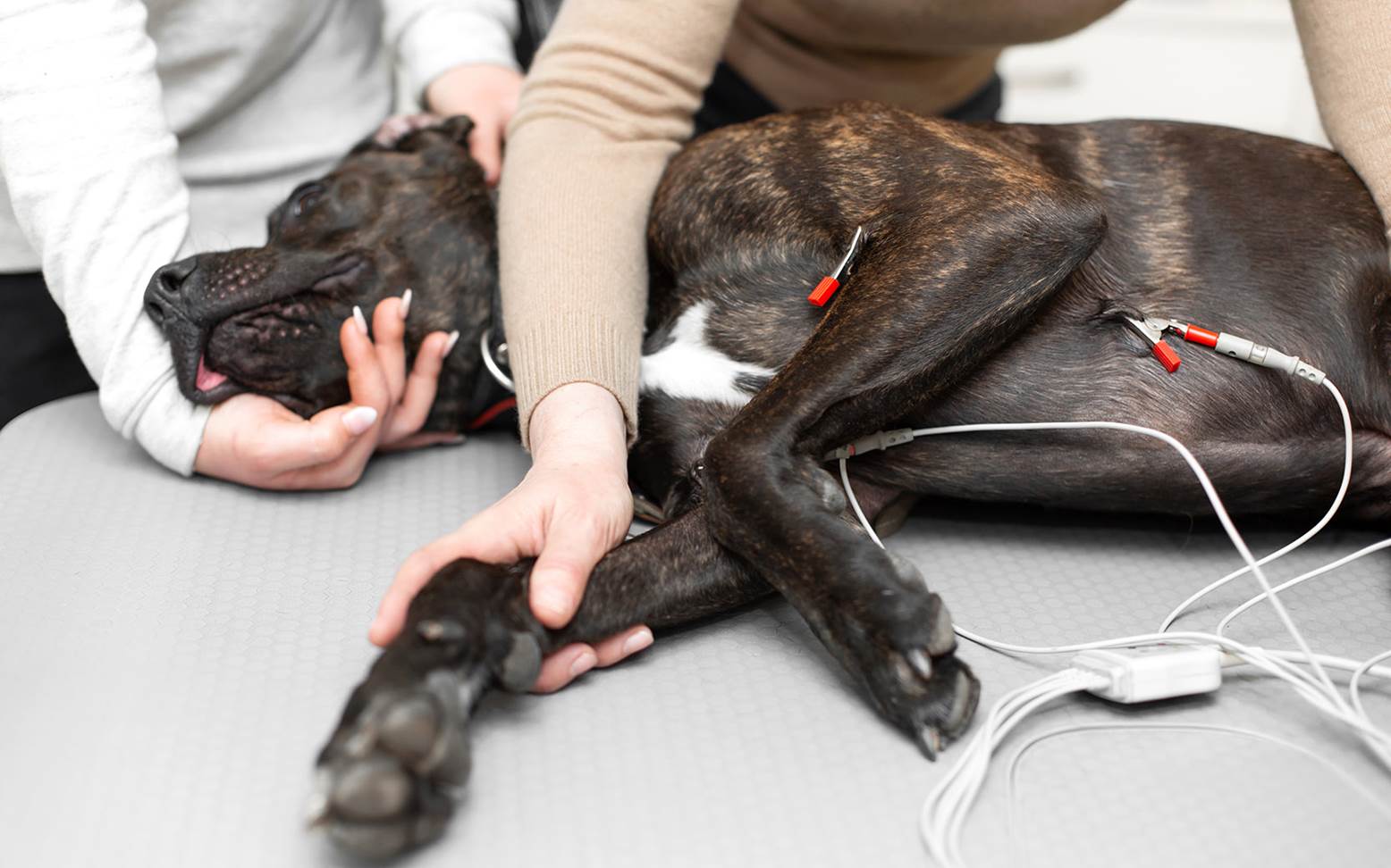 EKG Hund
